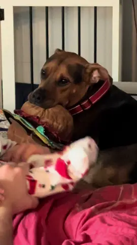 Sorry, Bauer. We still love you! 😂 #newbaby #bauer #dogsoftiktok 