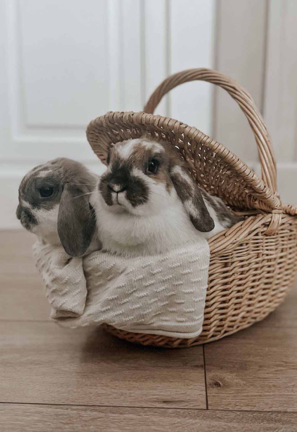 Oh hello, good morning 🤍. #hollandlop #bunny #cottagecore #familyfarm 