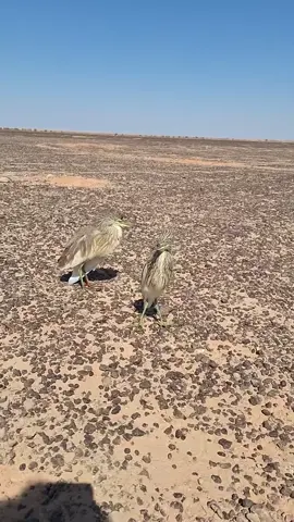 ماهو نوع هذا الطائر #مقناص_الطيور #الكويت_مصر_السعودية_سوريا_الامارت #تبوك_الورد_تبوك_تيماء_ضباء_حقل 