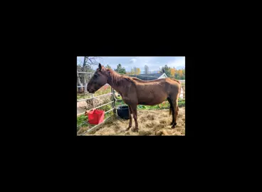Sometimes putting myself in harms way, as the trainer of the rescue, when working with wild horses like I do can't be avoided. I avoid it at all costs of course but...whether it be a wild mustang or a wild domestic it does happen.  Sianna was shivering this morning as temps have dropped considerably and it's been raining off and on. So I decided today was the day and we would break it up into sessions so as not to stress her.  She did amazing at first putting her face in the halter while eating and letting me put it over her ears. But then we spent almost another hour trying to allow me to clip the throat latch. I almost got it once but missed and after that she was having none of it. For her safety I couldn't leave a halter unclipped breakaway halter or not. And it was doubtful even if I did get the halter clipped she would allow a blanket anywhere near her.  So I moved the panels to make a much smaller space where she could still move around but I could reach her to get what needed to be done done. She immediately allowed me to clip the halter. Then I was able to adjust it appropriately.  We have a brand new blanket on the way but I grabbed one I thought should fit her and climbed up on the panels and slowly lowered it onto her body and surprisingly she did really well. She allowed me to clip the front, adjust the rear end, and reach under her belly to adjust the straps several times in order to get the belly band snugged where it should be.  She will officially be warm over the next several days with the rain and cold snap this week and if needed I can always panel her back up to remove it etc.  She didn't mind me touching her in any fashion and the swollen spot under her belly is not soft like an abscess would be. And I was able to clean her shoulder up which is healing super nicely and it's fully closed up. In rescue we do what needs to be done for our horses to be 💯 comfortable. Even sometimes at the cost of potentially being injured. Venmo @nnnhrescue Cashapp $nnnhrescue  SHELTERS: https://gofund.me/2165410d HAY FUNDS: https://gofund.me/bdd9f965 CARE SPONSORSHIPS: https://gofund.me/ecc81528 https://mygivingcircle.org/nnnh-rescue-rehab-and-sanctuary #horserescue #makingadifference #nnnhrescue #horsesoftiktok #stophorseslaughter 