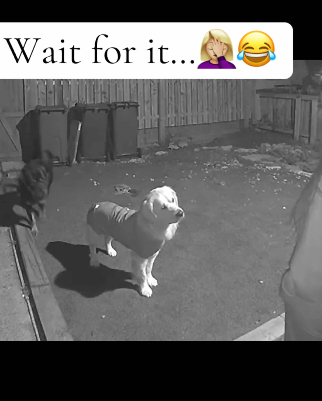 Get a sister in law they said🙄 it’s the dogs head tilt for me😂 #fyp #funny #fart @Caprice Sturman 