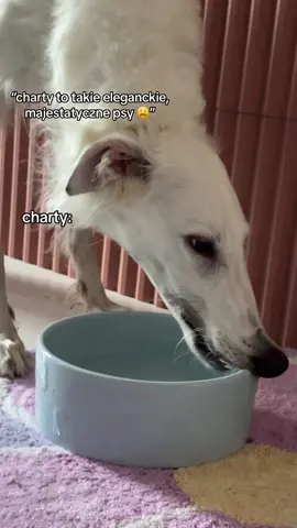 Szczurzyca is a diva  #borzoi #borzoidog #letmedoitforyou #chartrosyjski #chart #galgo #greyhound 