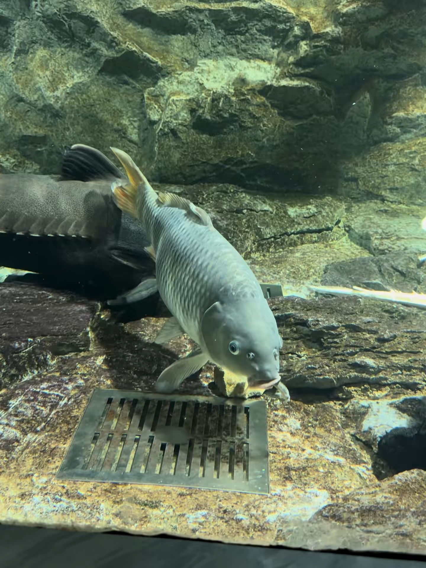 刀疤鲤入缸第300天 曾经的小小鲤转眼间长大了…. #刀疤鲤 #暖心阿哲