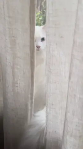 The pleasures of a deaf cat, the sweetest surprise greetings 🤍 #cat #catsoftiktok #deafcat #maincoon #cutecat 