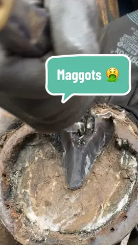 Maggots do grow in horses frogs and with the weather being unusually warm at present the flies have got in a laid eggs.  Chat GPT answered this perfectly:  Why maggots are bad: 	•	Tissue damage – Maggots feed on decaying and sometimes even living tissue, worsening wounds and infections. 	•	Pain & lameness – They cause significant discomfort, inflammation, and make the horse reluctant to bear weight. 	•	Secondary infections – Open wounds in the hoof invite bacteria, which can lead to severe infections, abscesses, or even life-threatening conditions if untreated. 	•	Delayed healing – Instead of helping, maggots in horses generally cause deterioration of the wound area. What causes them: Maggots in horses’ feet usually result from flystrike (myiasis): 	1.	Flies lay eggs in moist, dirty, or damaged tissue on the hoof or pastern. 	2.	Eggs hatch into maggots, which burrow into the wound or cracks in the hoof. 	3.	The problem is worsened if: 	•	The horse has hoof cracks, thrush, or untreated wounds. 	•	The environment is muddy, dirty, or fly-heavy. 	•	The horse has reduced immunity or poor hoof care. #hoofcare #farrier #fyp #oddlysatisfying #hooftriming 