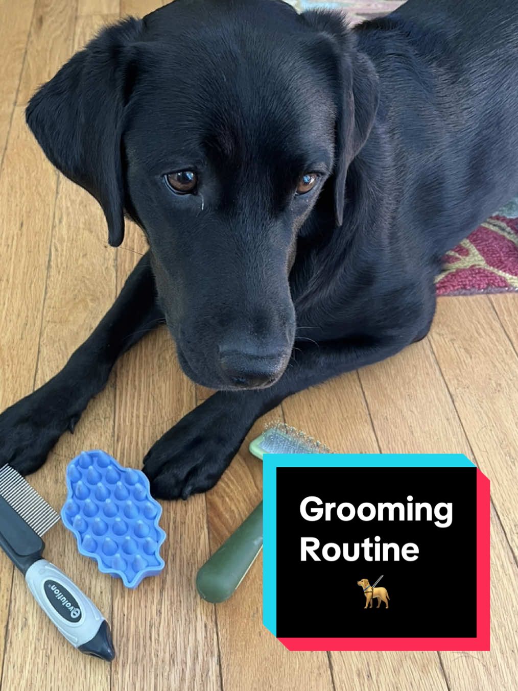 “Soft, shiny, clean, beautiful teeth—these are just a few of the things I love hearing when people meet Seneca! I groom her every other day for her health, but also because she’s a service dog, and I bring her almost everywhere with me. It’s important to keep her as clean as possible.#blind #guidedog #servicedogs #labrador #dogs #puppy 
