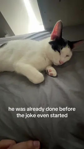 startled the cat out of him #cat #spot #funny #joke 