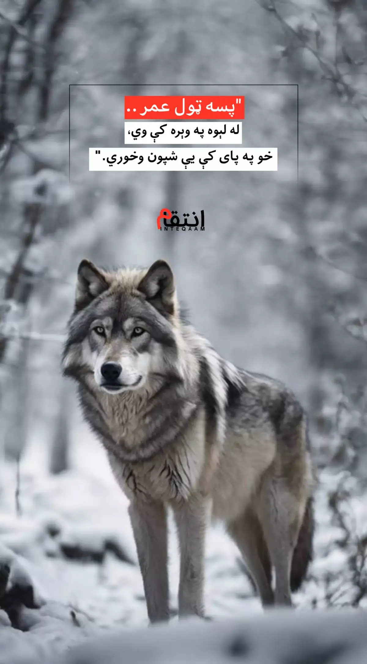 #creatorsearchinsights #islam #afghanistan🇦🇫 #foryou #fyp 