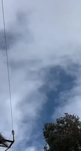 El vuelo de hoy 🦆#falconry #cetreria #marshallradiotelemetry 