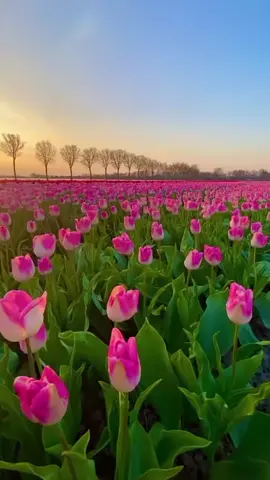 قل اعوذ برب الفلق 