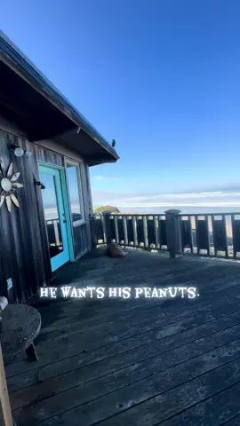 #crow #crowtok #crowsoftiktok #murderofcrows #crowsareawesome 