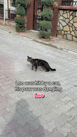 When we found Leo, he was hit by a car, his paw was dangling, and he was in terrible pain 💔 We rushed him to the clinic, where he underwent a long and difficult osteosynthesis surgery to save his leg. He went through so much… days of pain, weeks of recovery - but Leo never gave up. Step by step, he learned to walk again. Every tiny step was a miracle 🥺  Today, Leo can run, play, and enjoy life again - happy, strong, and full of joy. Looking at him now, it’s hard to believe how much he’s overcome. Thank you to everyone who helped Leo - for your love, your prayers, your messages, and your kindness. Because of you, he’s healthy and safe today! 🙏🏻