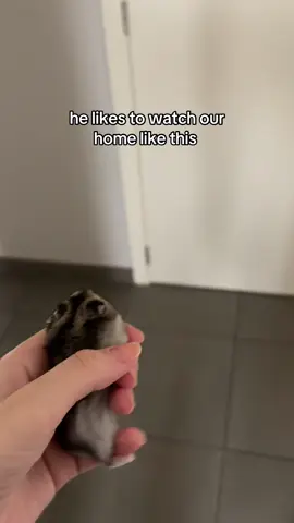 we do this everyday 🤣 #hamster #hamstersoftiktok #fyp #fy 