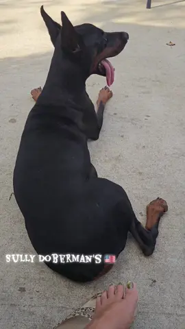 Some of my younger princesses.  🇺🇸 Sully Kimber Roux 22 months old  *** Gotti von Mrdak * Shaytan's Angel Nadja Sully Drama 🇺🇸 Casa Drago Sully Sora Sage 12 months old  *** Gotti von Mrdak * Lonewolf Shilo Flying Solo  🇺🇸 Dicasa Oro Nymeriya Karma 8 months old  *** Dicasa Oro Ziger * Gretchendorf Double Dare  🇺🇸✨️🇺🇸✨️🇺🇸✨️🇺🇸✨️ @everyone @follower  #europeandobermann  #doberman  #europeandobermanbreeder  #dobermans_of_tiktok  #sullydoberman 