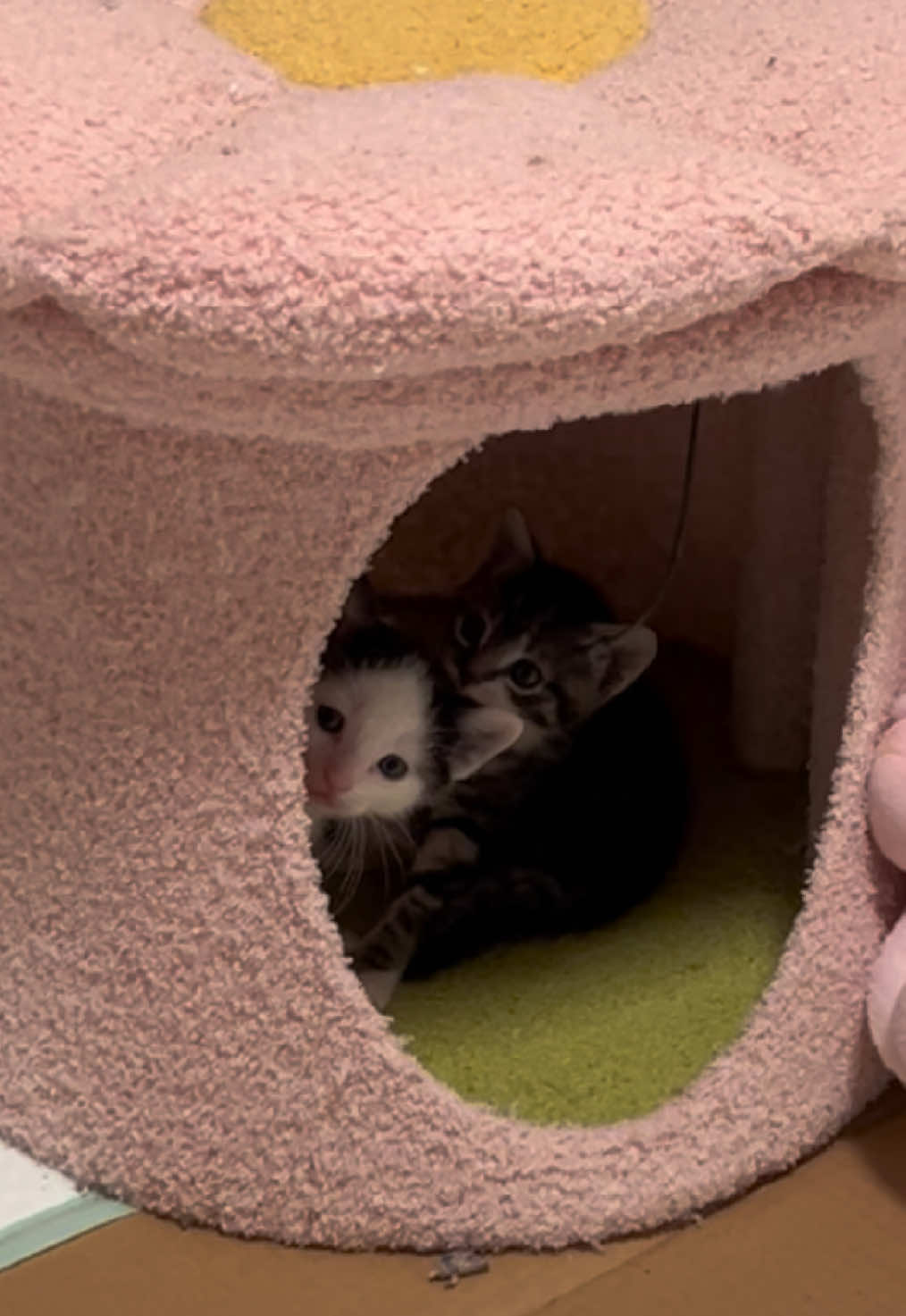 Now that I’m finally able to spend time in their room with them, my adults are displeased. #kittens 