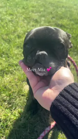Mia is my latest @Rover addition 💕💕💕 #rover #frenchbulldog #frenchie #roversitter #dogwalker 