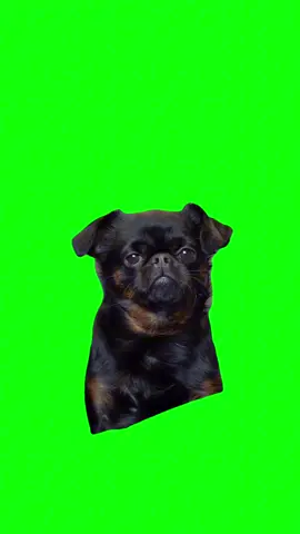 Dog focused Green Screen Meme  Get this video in 4K with our app: GreenScreenMemes.app — now on iOS 📲  #memes #memesdaily #greenscreen #dog  #meme 