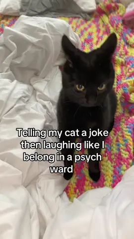Well that was fun #trend #laughingtrend #cat #funny #fyp 