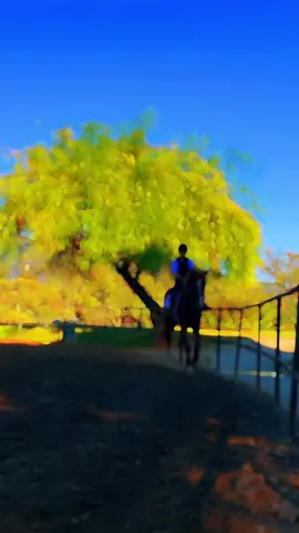 #horse #horseriding #equestrianlife #equestrianlifestyle #volos @Panos Volos 