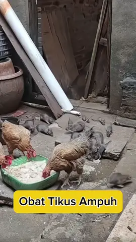 Obat pembasmi tikus yang ampuh #pembasmitikus #hamatikus #racuntikusampuh #umpantikus #ratkiller 