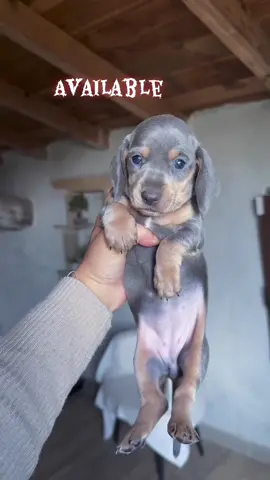Send me a DM if you are interested and I will send you all the necessary information you need and have to know! #dachschund #puppy #dog #tiktok #PetsOfTikTok 