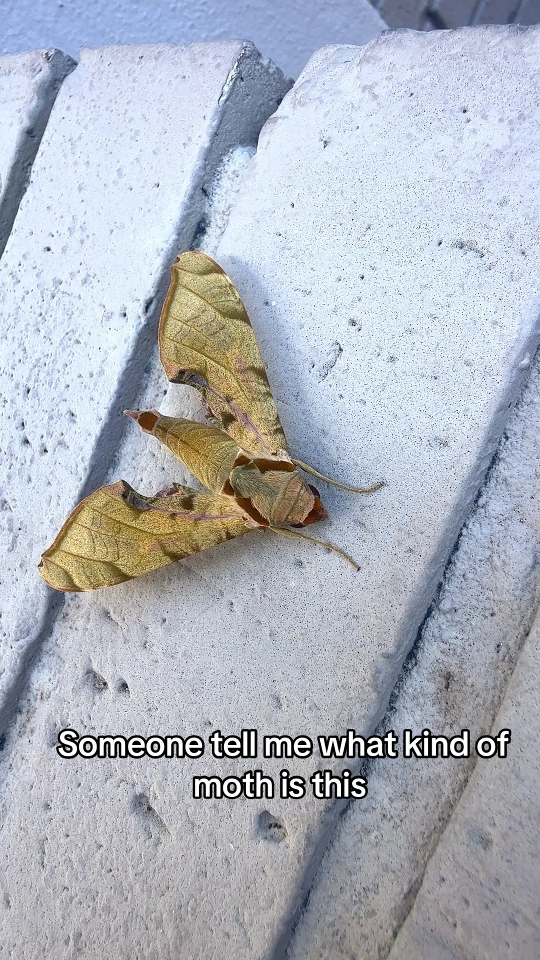 Pls someone let me know #naturetok #fypage #xyzbca #😂😂😂 #moth 