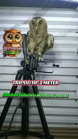 TRIPOD HP 1 METER #TRIPOD #tripodhp #tripodmurah #juarakonten #burunghantu 