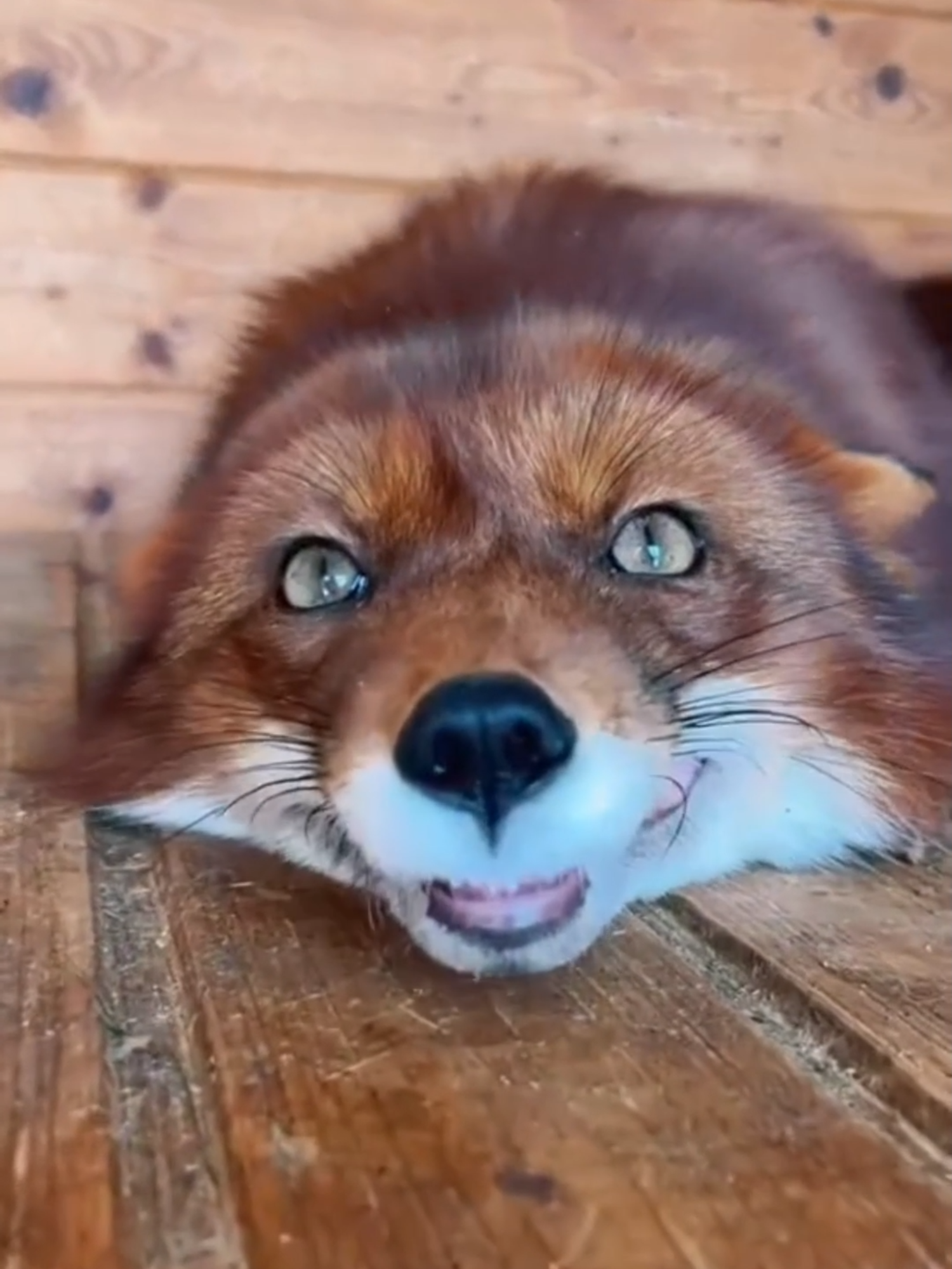 RAPOSA-VERMELHA. #bicho #animal #curiosidades #raposa