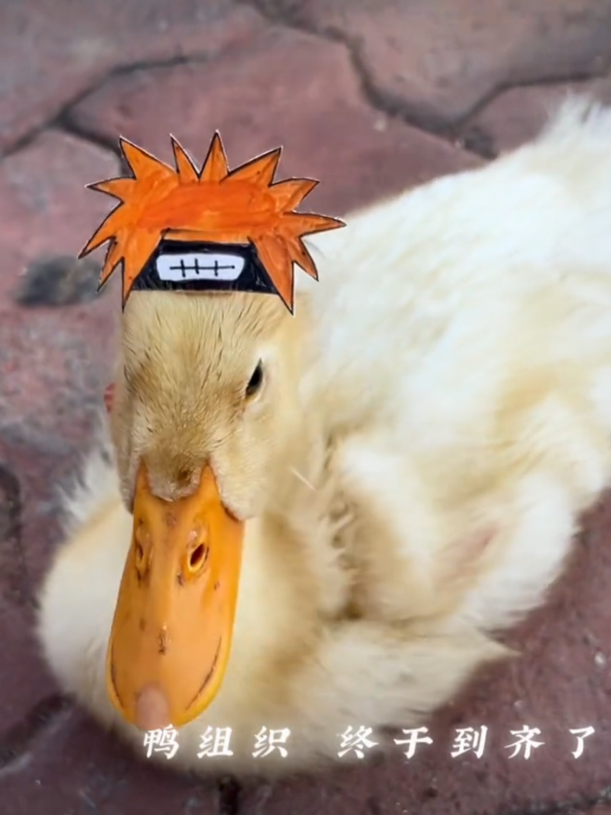 #NARUTO 🐦‍⬛☢︎🐦‍⬛☯︎🐦‍⬛✪ *火影 🖤★✇🕸️🦂 *晓组织  🐍🦈🪶🪽#akatsuki #narutoedit #narutoedits #sharingan *narutoshippuden *sharinganeyes *mangekyousharingan  *narutocosplay  *narutouzumaki *sasukeuchiha *sakuraharuno *kakashihatake *hatake *kakashi *gaara *hinatahyuga *hyuga *hinata *itachiuchiha *uchiha *itachi *jiraiya *tsunade *orochimaru *madarauchiha *obitouchiha *obito *nagatopain *pain *madara *konan *kabutoyakushi *deidara *sasori *kakuzu *hidan *kisame *kisameoshigaki *zetsu *nagato *deidara *Kakuzu *tobi  *narutoshippuden *narutomexico  *narutoedit *akatsuki *AKATSUKI *晓组织  *obito *obitouchiha  *narutouzumaki *narutoedits *narutouzumaki *narutoshippuden *narutoedit *narutofan *narutoanime *narutofan *narutoanime *火影忍者疾風傳 *火影忍者  *CDMX *mexico🇲🇽 *MEXICO *exelente 《No vendo, solo quiero compartir contigo😬》 *CALIDAD *ANIME *FIGURA *coleeccionista  *funkocollector *ANIMÉ *MAYOREO *tiendaonline *cdmx🇲🇽 *mexico🇲🇽 *mayoreosurtido *mayoreomexico  *FUNKOPOP *figurascoleccionables *Figura *COLLECION *coleccionista *aguascalientes *monterrey *guadalajara *coahuila *torreon *tabasco *coleccionista *mexicali *tijuana *zacatecas *jalisco *queretaro *sanluispotosi *ciudadjuarez *chihuahua *morena *chiapas *juarez *hermosillo *culiacan *sinaloa *veracruz *leon