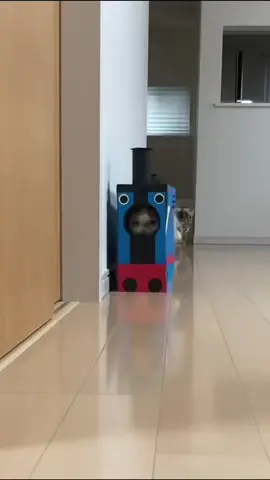 Cats and their box obsession! 📦🐾 #CatsOfTikTok #FunnyCats #CatLovers #CatLife #BoxAddict