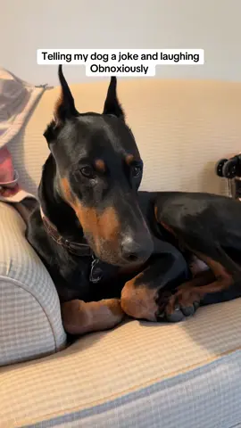 Ignore his lil eye boogie- he was so sweepy this morning & I hadn’t wiped his face yet 🥲 he made it seem like my laugh was just the norm 😭😭 I swear I don’t laugh like that 🤣🤣🤣 #doberman #joke #obnoxiouslaugh 