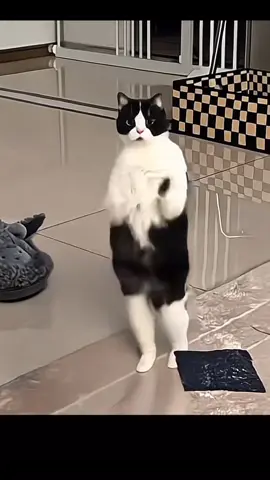 Have you seen a dancing cat #cat #dancer #ai #fyp #videoviral 