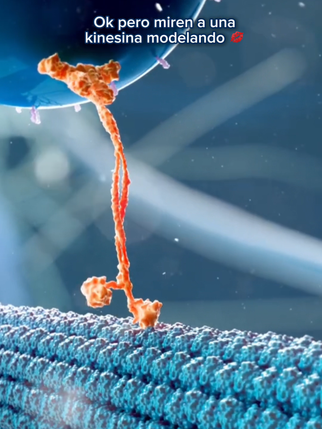 CONTEXTO: La kinesina es una proteína motora que transporta vesículas y orgánulos dentro de la célula, moviéndose a lo largo de los microtúbulos con la energía del ATP. Su desplazamiento es tan preciso y coordinado que parece el de un modelo desfilando sobre la pasarela celular. #MEMEVESALIUS #biología #Medicina #meme