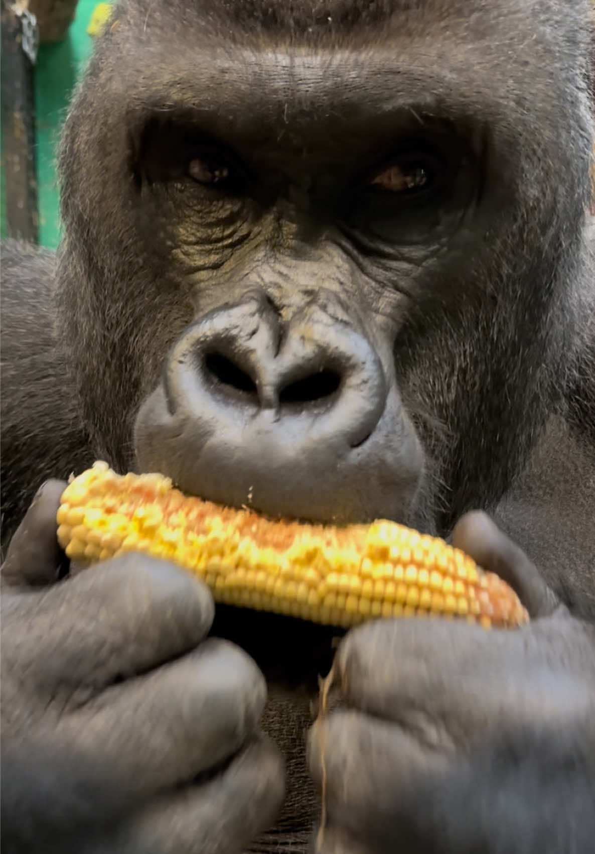 Damisi’s dinner time crunches are back 🖤🦍 #fyp #gorilla #zookeeperlife #eating #asmr 