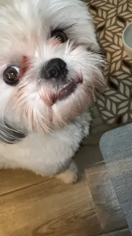 #perrito 