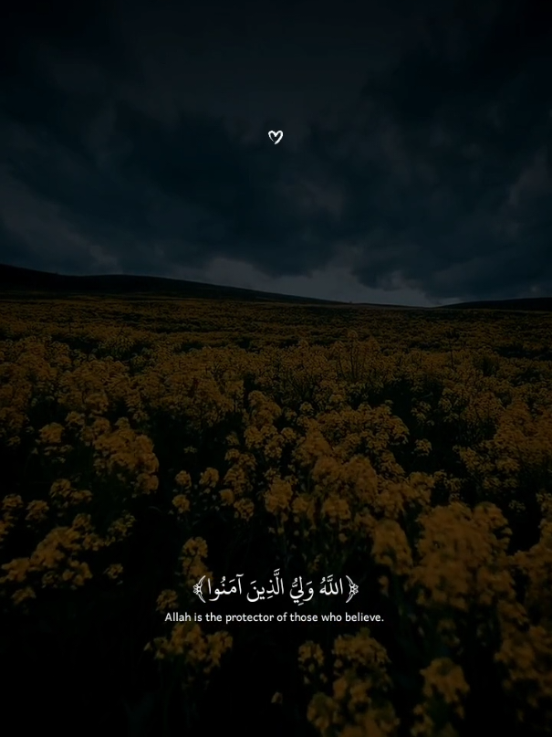 ﴿اللَّهُ وَلِيُّ الَّذِينَ آمَنُوا﴾تلاوه جميلة بصوت القارئ عبدالله أحمد شعبان 🎧🍂#عبدالله_احمد_شعبان #quran_alkarim #قرآن #quran 