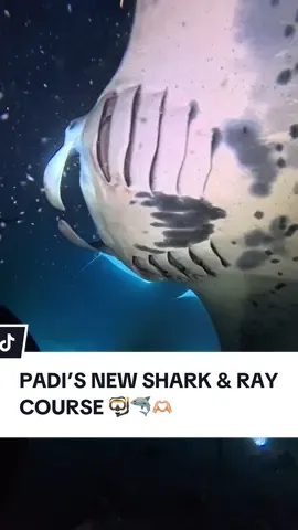 Mahalo @Neuro Gum & @PADI AWARE for letting me workshop PADI AWARE’S new Shark & Ray Global Census Survey course & to celebrate the launch of their brand-new Whale Shark Tin!🦈💙 This course is going to be key in helping collect data in order to protect sharks & rays & I love how divers who are out there every day get to be a part of it. You can support ocean conservation by shopping the new PADI AWARE x NEURO GUM Whale Shark Tin & by becoming a citizen scientist for sharks & rays when the course launches in early 2026! 🦈🤿 #neurogum #padi #padiaware #sharkdiver #scubadiving  