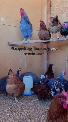 Literal 😅🐓🐔