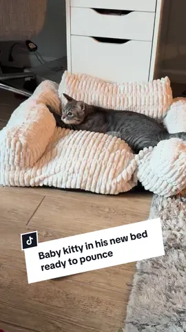 Baby Kevvy finally got his own first bed that didn’t smell like another cat. Excuse the mess, I’m packing to move us to Denver. #cattok #kittentok #momtok #snoring #fyp