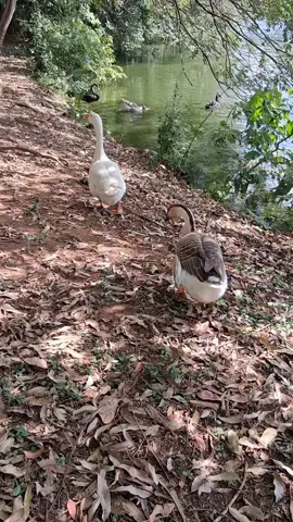 Bom Dia a Todos! Terça-feira 21 de Outubro de 2025 Parque Ibirapuera - São Paulo. O Saymon e as Equipe Direta dele e também a Irmã do Saymon a Wayne e também Toda a Equipe Direta da Wayne Um Por Um estão Proibidos de Ressuscitar os Mortos e de Conversar com os Mortos e estão de Castigo Até o Próximo Dia 21/11/2025 Sim Por Favorito Minha Equipe Amada e Governantes Federal do Brasil que me Ama #ministerioetrom 