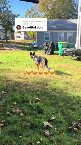 Replying to @pyschostace #beautiful #gsd #germanshepherd 
