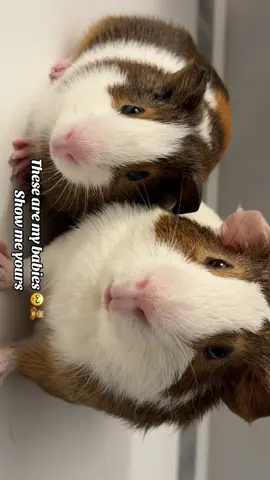 my 🩷 #guineapigs #strudel #crispy 