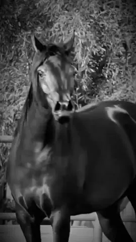 #سبحان_الله_وبحمده_سبحان_الله_العظيم #الخيل_من_خيالها #خيل_وخياله🐎 #الخيالهہ🐎🍃🌸💚 #الخيل_العربية_الاصيلة🐎 