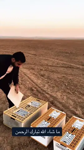 #الزاجل_عشق_لاينتهي❤️🕊️؛ #زواجل_الموصل✌ #حمام_زاجل #ابطال_العراق 