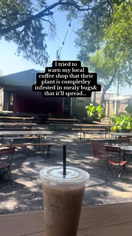 Plant lovers KNOW the devestation that is…. Mealy Bugs. #plants #waco #houseplants #coffee #coffeeshop 