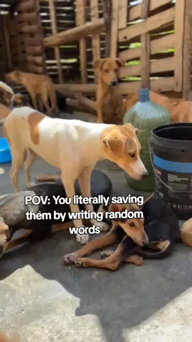 #petlover #dog #fyp #viral #trending 