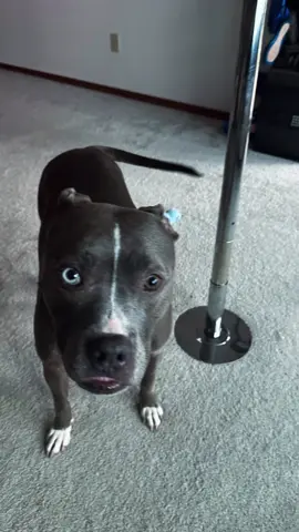 #twilight #theskinofakillerbella #pnw #pitbullsoftiktok 