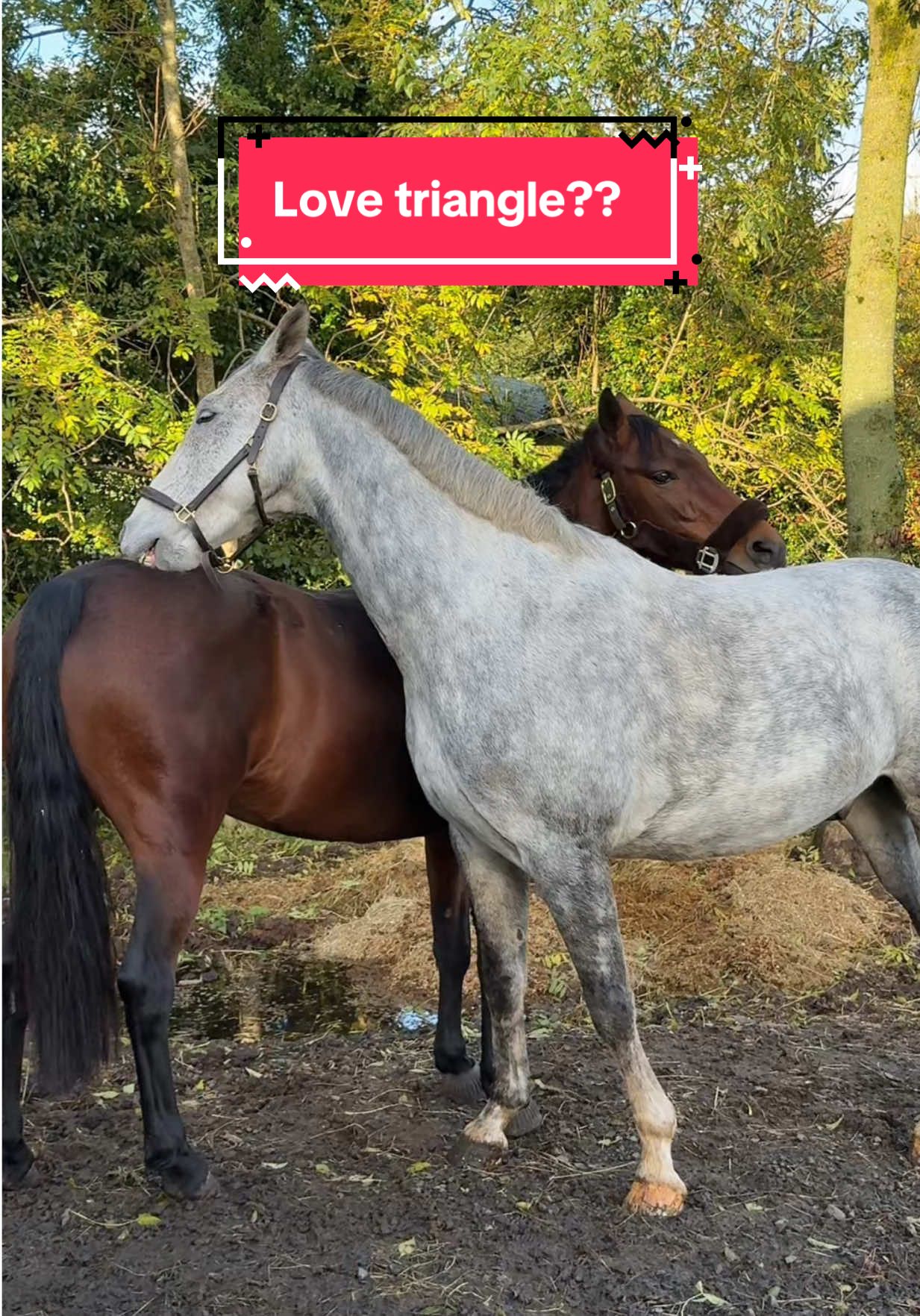 Scandal of the year? Booktok help #horsetok #equestrian #horseriding #horsesoftiktok #fyp  