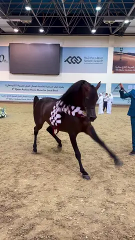 الفحل باهي الجهام #