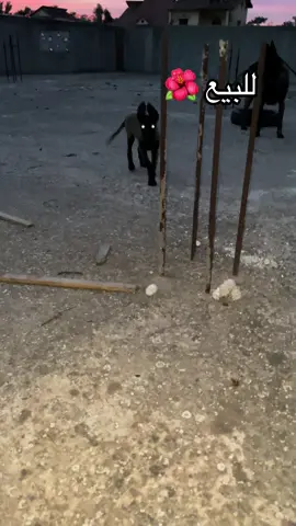 #dog #malinois #fyp #viral #foryou 